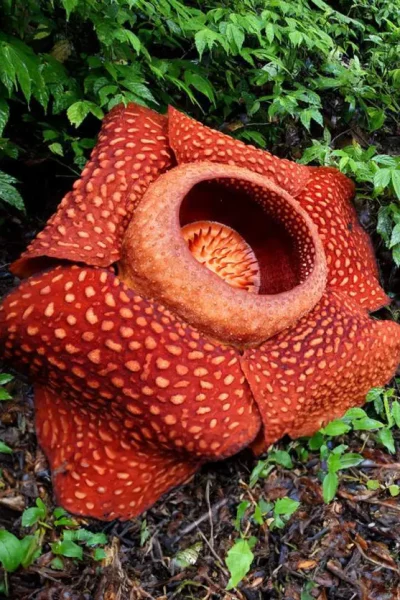 Rafflesia and Mossy Forest Tour in Cameron Highlands, Malaysia
